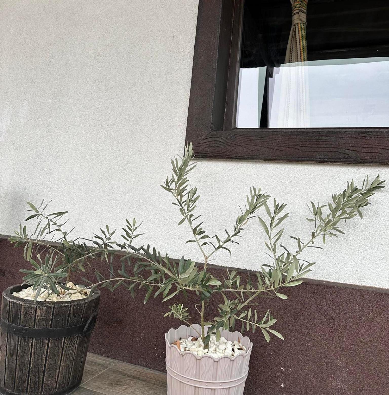 Бялата Къща Otel Chakalarovo Dış mekan fotoğraf